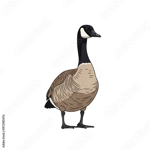 Standing Canada goose vector illustration with detailed feather texture, black head and neck, white cheek patch, and webbed feet, isolated on a white background.