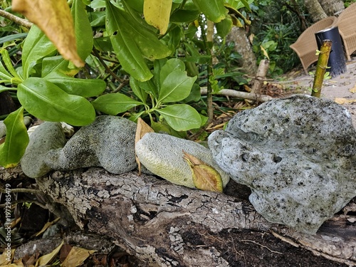 Close-up of weathered grey coral stones resting on tree roots alongside vibrant green foliage in a lush tropical Andaman Island garden setting.