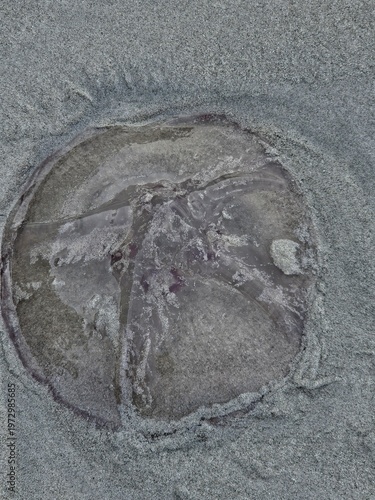 Close-up of a translucent jellyfish washed ashore on an Andaman beach, showing its gelatinous bell with a distinct internal cross pattern against the wet sand.