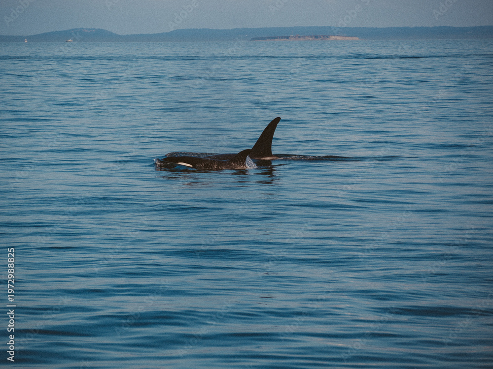 Fototapeta premium A friend in Puget Sound.