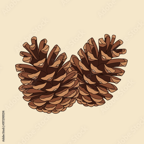Vector illustration of two detailed brown pine cones with open scales isolated on a light beige background. Botanical drawing of conifer seeds suitable for autumn and winter decor.