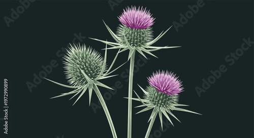 Three purple thistle flowers with sharp green prickles and long stems isolated against a solid dark black background.