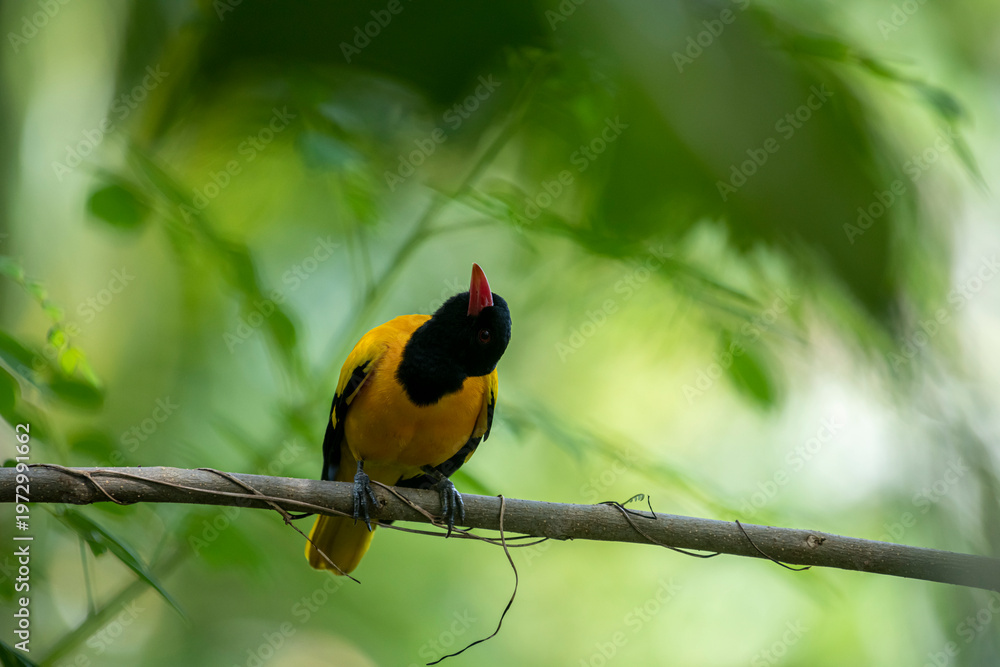 Naklejka premium Black-hooded Oriole perches alertly on a slender branch. Its brilliant yellow plumage contrasts sharply against its jet-black head, while a distinctive pinkish-red beak adds a splash of color.