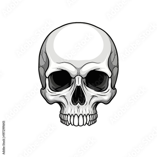 Frontal view vector illustration of a human skull with detailed anatomical features including hollow eye sockets, nasal cavity, and visible upper jaw teeth on a white background.