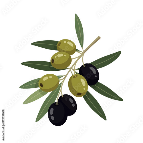 Vector illustration of an olive branch with ripe green and black olives and green leaves, isolated on white background, ideal for Mediterranean food design and oil label graphics