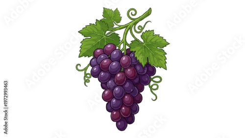Bunch of Fresh Purple Grapes with Green Leaves