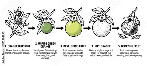 Life cycle of orange fruit from blossom to decay