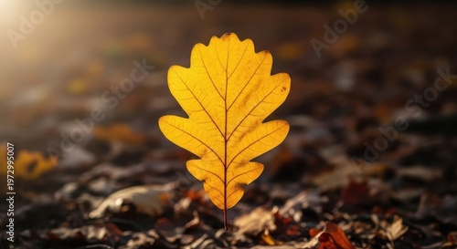 Golden Oak Leaf in Autumn Sunlight