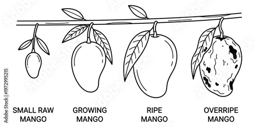 Mangoes developing on tree branch from small raw to ripe and overripe
