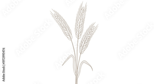 Minimalist brown line drawing of three mature wheat ears with long stalks and grain heads on a plain white background.