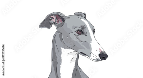 Realistic portrait of a slender grey and white greyhound dog with dark eyes and folded ears looking towards the right side.