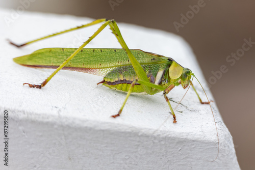 Grasshopper on a white background