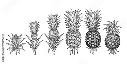 Pineapple growth stages from bud to overripe on transparent background