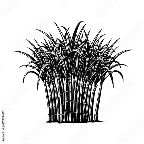 Black and white vector illustration of a sugarcane plant cluster with segmented stalks and long arching leaves, isolated on a white background in a woodcut engraving style.