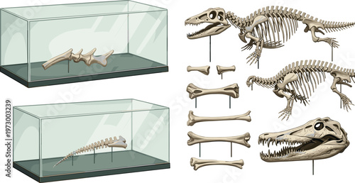 Dinosaur Fossil Skeleton Collection with Museum Display Cases Featuring Prehistoric Bones Skull and Full Skeleton Illustrations for Educational and Scientific Design