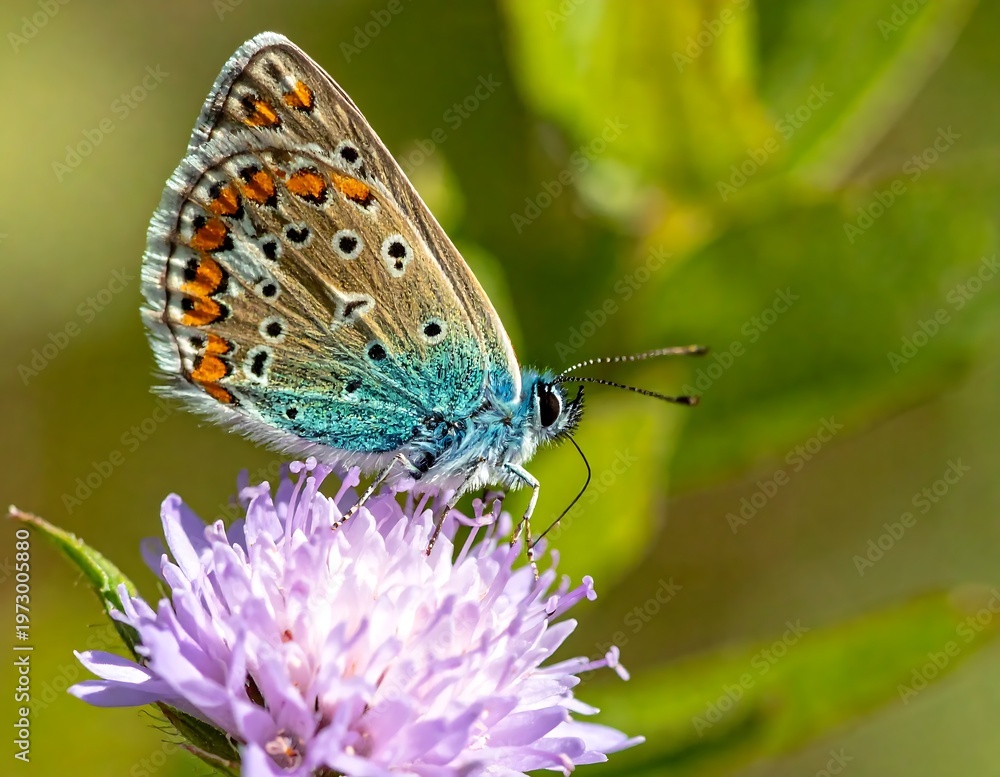 Fototapeta premium A butterfly perches on a purple flower