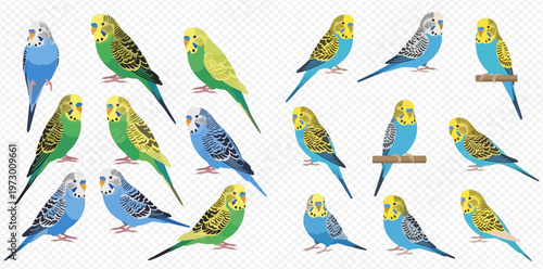 Set of colorful budgerigars or budgies, a small, long-tailed, seed-eating parrot, on transparent background.
