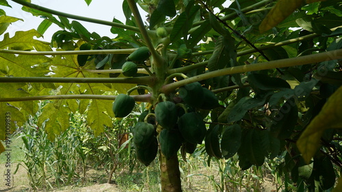 Papayas are growing on the papaya tree.