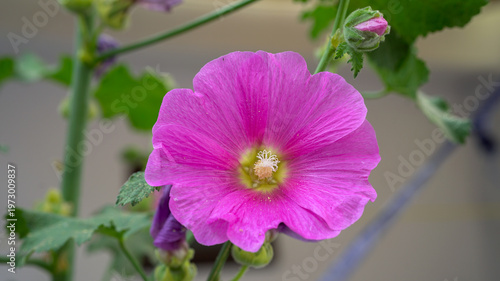 Hollyhocks Flowers