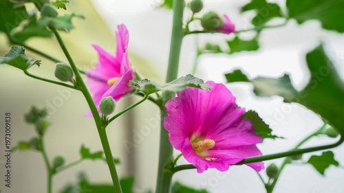 hole hoke purple flowers 