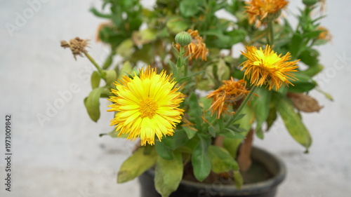 yellow flowers in a pot