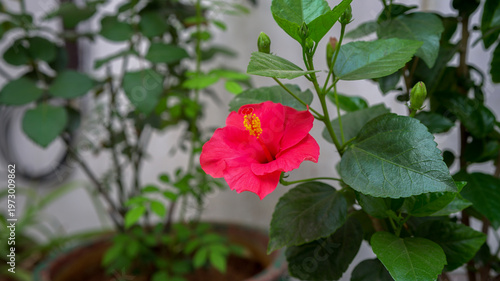 Red Gudhal Flower