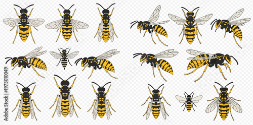 Set of various wasp illustrations with different angles and poses, isolated on transparent background, detailed vector art.