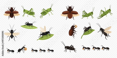 Collection of various insect illustrations including ants, grasshoppers, and beetles on a transparent background.