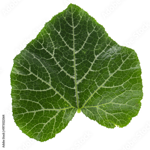 Pumpkin leaves isolated on a transparent background.