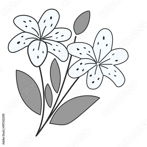 Flower Illustration with Two White Blossoms Black Dots and Grey Leaves on White Background