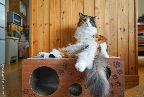 三毛猫