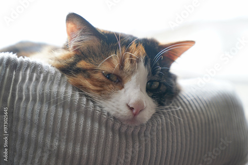 三毛猫
