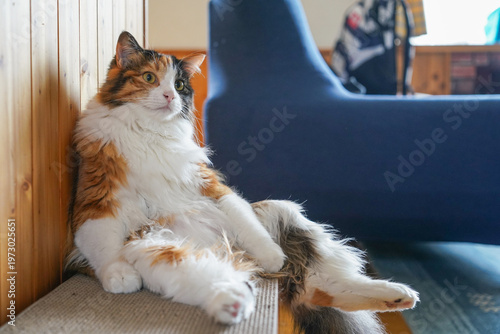 三毛猫