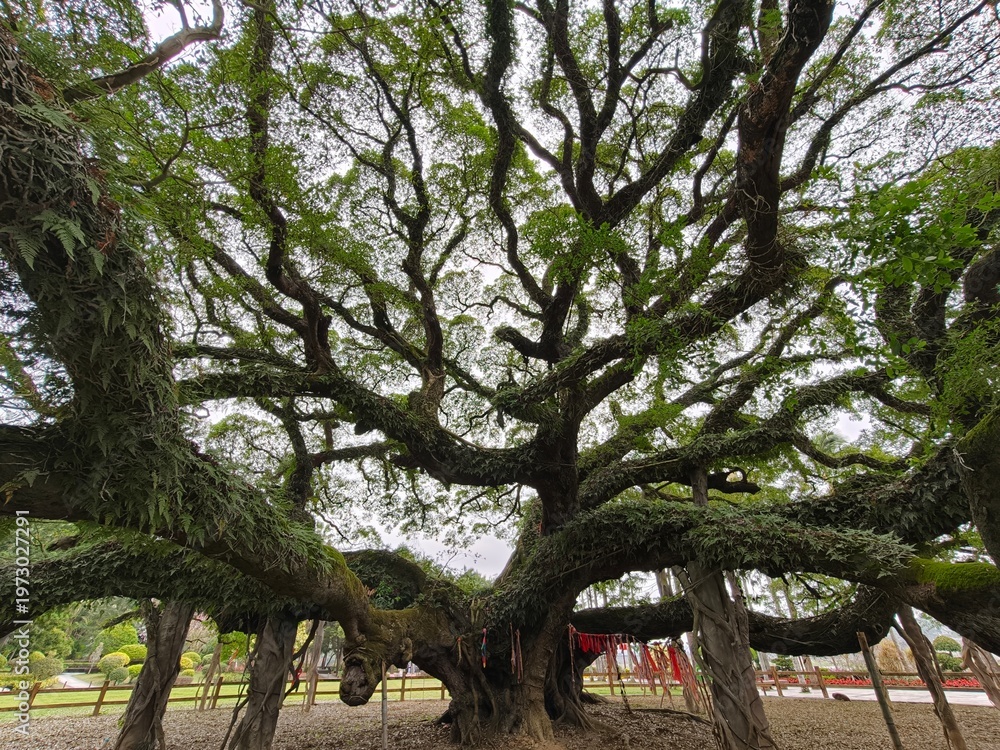 Obraz premium The Ancient Banyan of Time