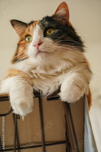 三毛猫
