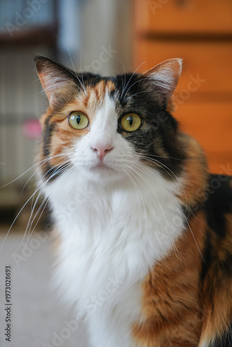 三毛猫