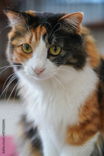 三毛猫