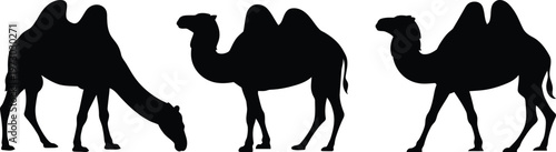 Three silhouette dromedary camels standing and bending over isolated on a transparent background in artistic style