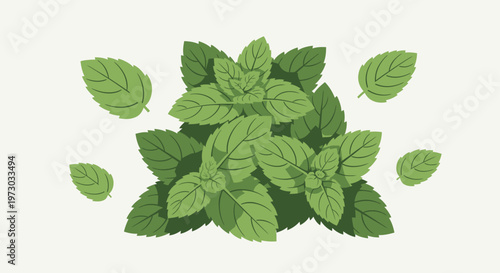 Fresh green mint leaves illustration