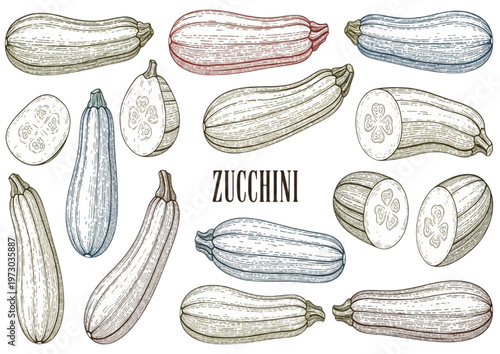 Detailed vintage hand-drawn zucchini illustrations for healthy cooking, gardening, and wholesome lifestyle projects