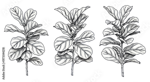 Fiddle Leaf Fig Plant Illustrations: Trio of Botanical Line Art