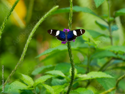 A Sara swallowtail (Heliconius sara), photographed in Tortuguero National Park.