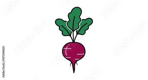 Radish Vegetable Root Leafy Green Illustration.