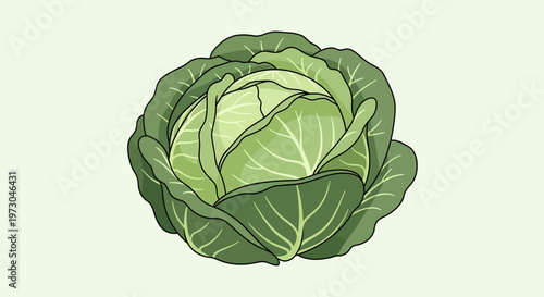 Fresh Green Cabbage Head Illustration.