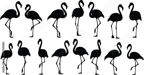 (Elegant, tropical, and clear—perfect for buyers searching for bird, wildlife, or decorative graphics.)