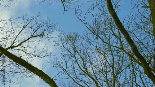 Bare Tree Branches Swaying in Strong Wind Against Blue Sky