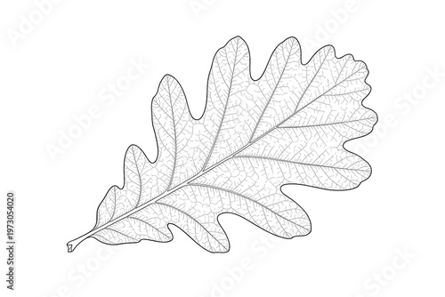 Stylized Oak Leaf Outline with Transparent Background Botanical Illustration