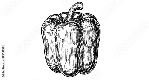 Hand Drawn Bell Pepper Engraving Style Vector Illustration