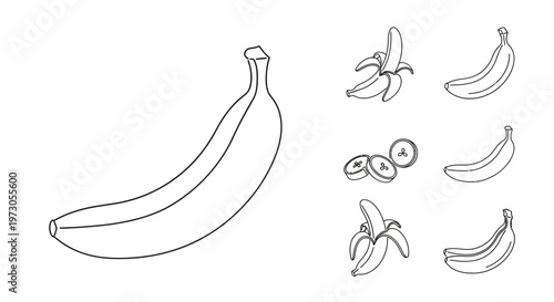 Several bananas in different stages.