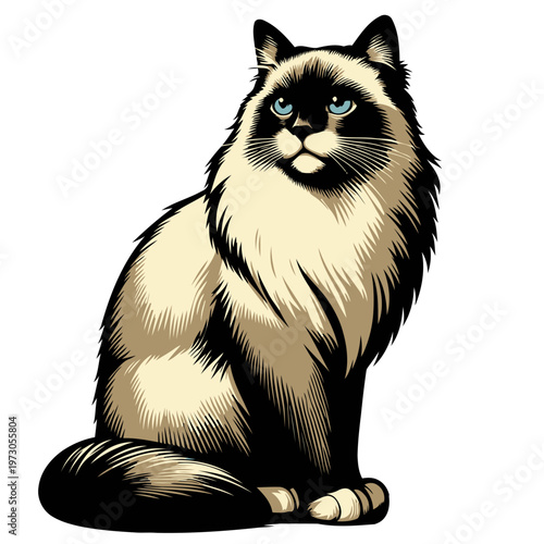 Birman cat vector and illustration.